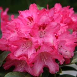 Rhododendron nain 'Sneezy' / Rhodo yaku Sneezy